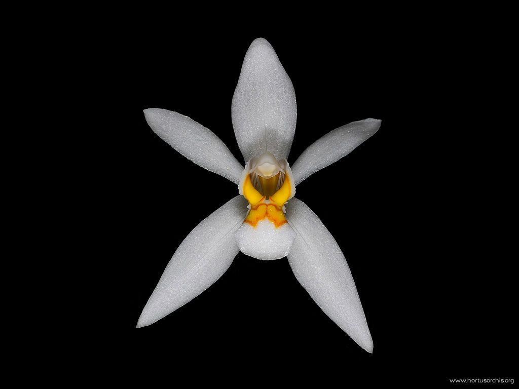 Coelogyne ochracea