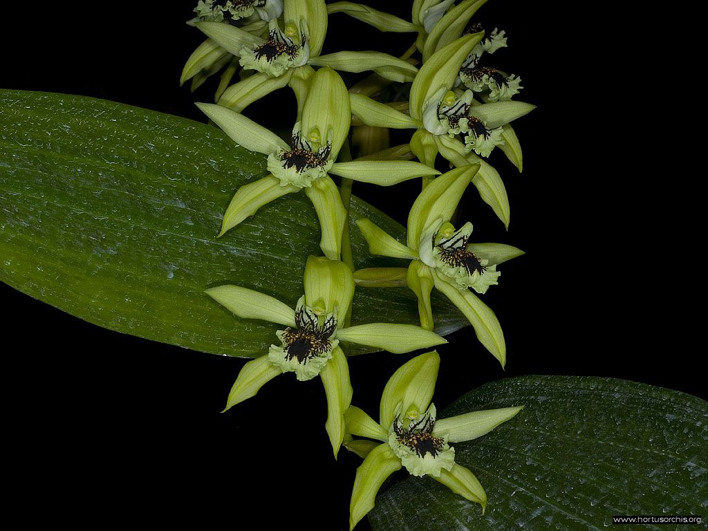 Coelogyne pandurata