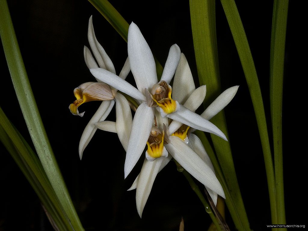 Coelogyne viscosa