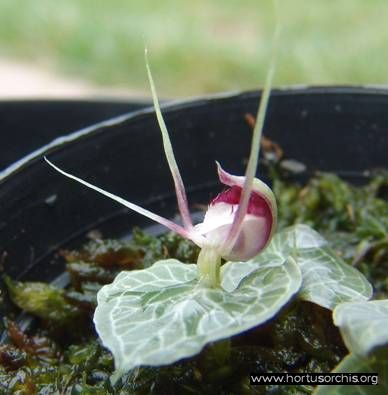 Corybas serpentinus