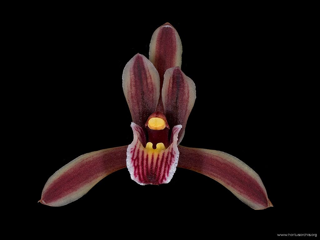 Cymbidium aloifolium