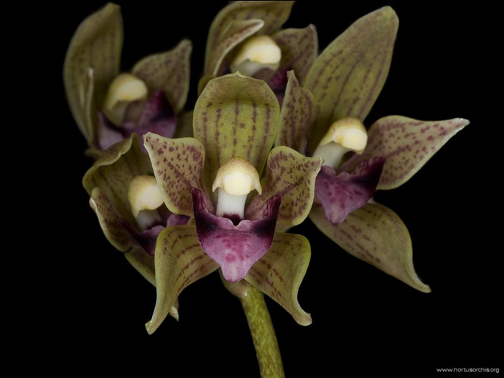 Cymbidium devonianum