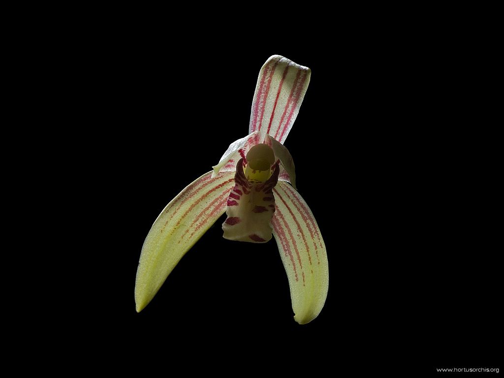 Cymbidium ensifolium