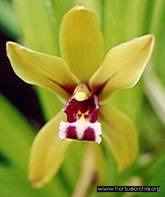 b_0_0_0_10_images_stories_foto-specie-botaniche_Cymbidium_finlaynsonianum.jpg