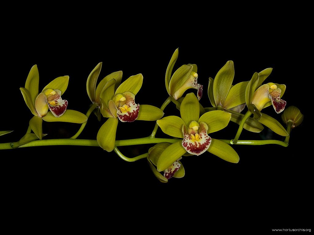 Cymbidium floribundum