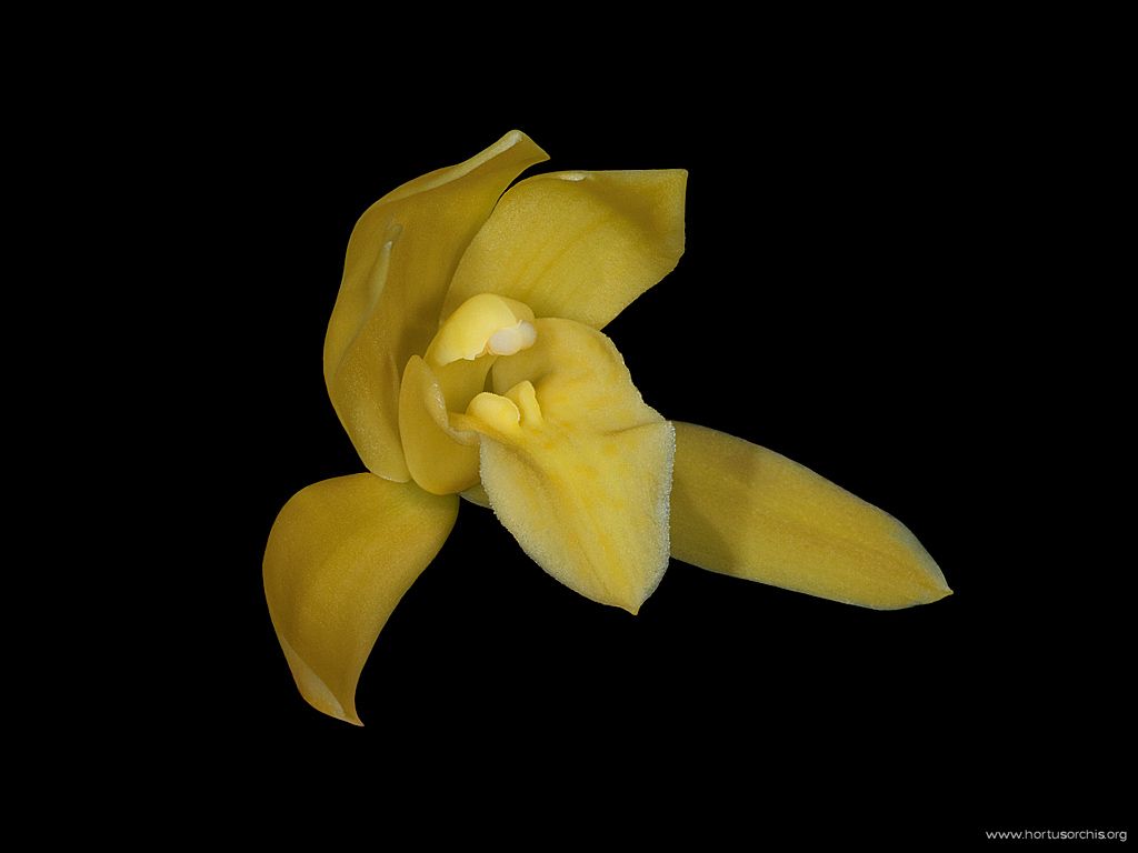 Cymbidium fuukiran var da-mo