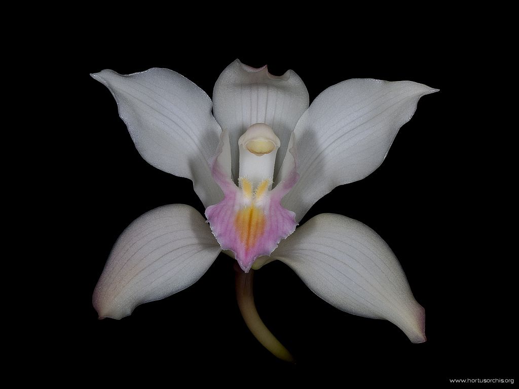 Cymbidium insigne var alba