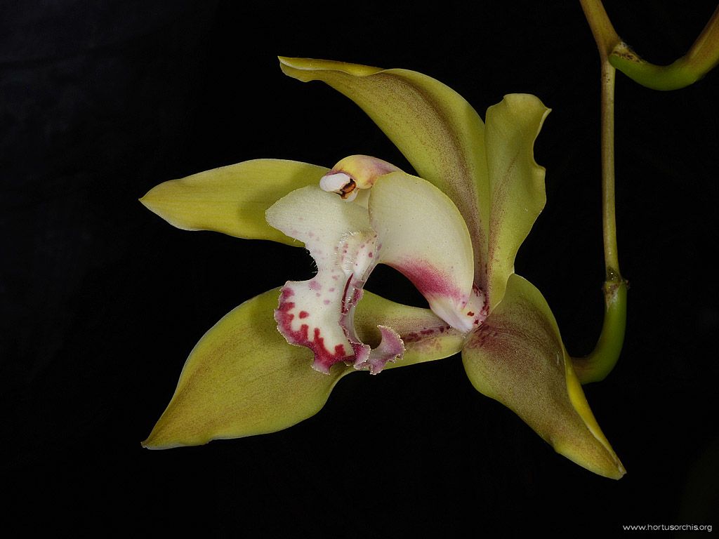 Cymbidium lowianum concolor 2