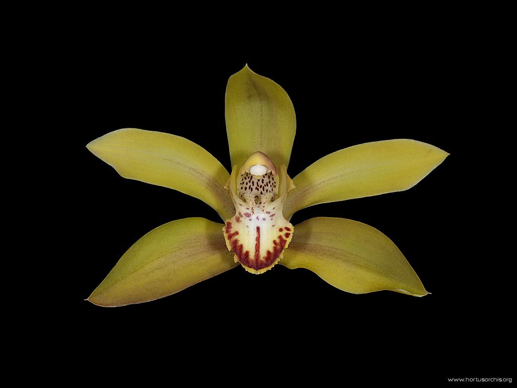 Cymbidium lowianum var. iansonii