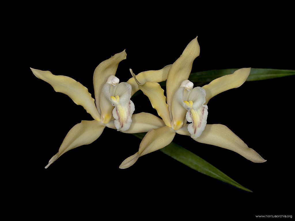 Cymbidium lowianum var lowianum