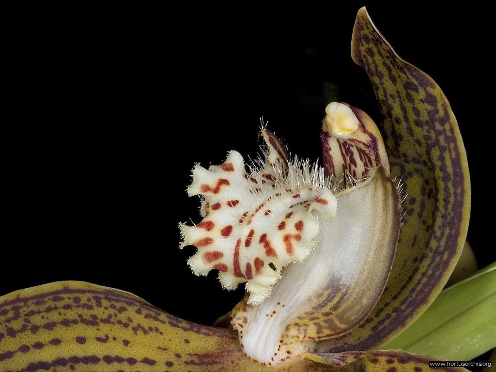 Cymbidium tracyanum 2