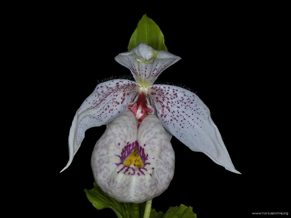 Cypripedium formosanum