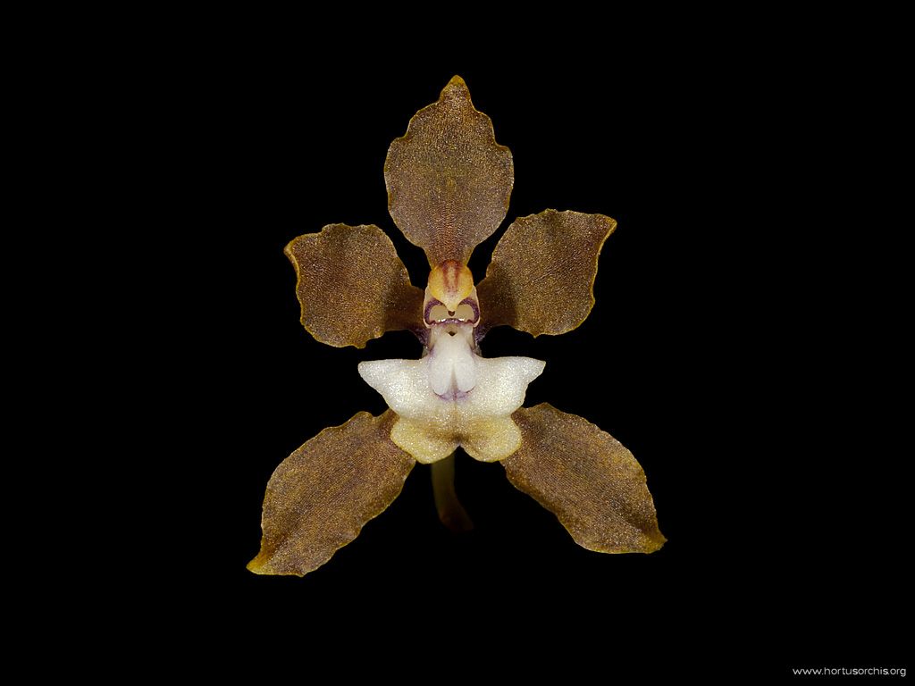 Dasyglossum confertum