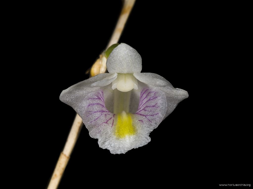 Dendrobium acerosum