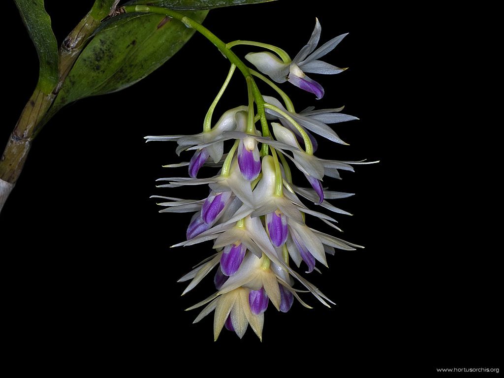 Dendrobium amethystoglossum