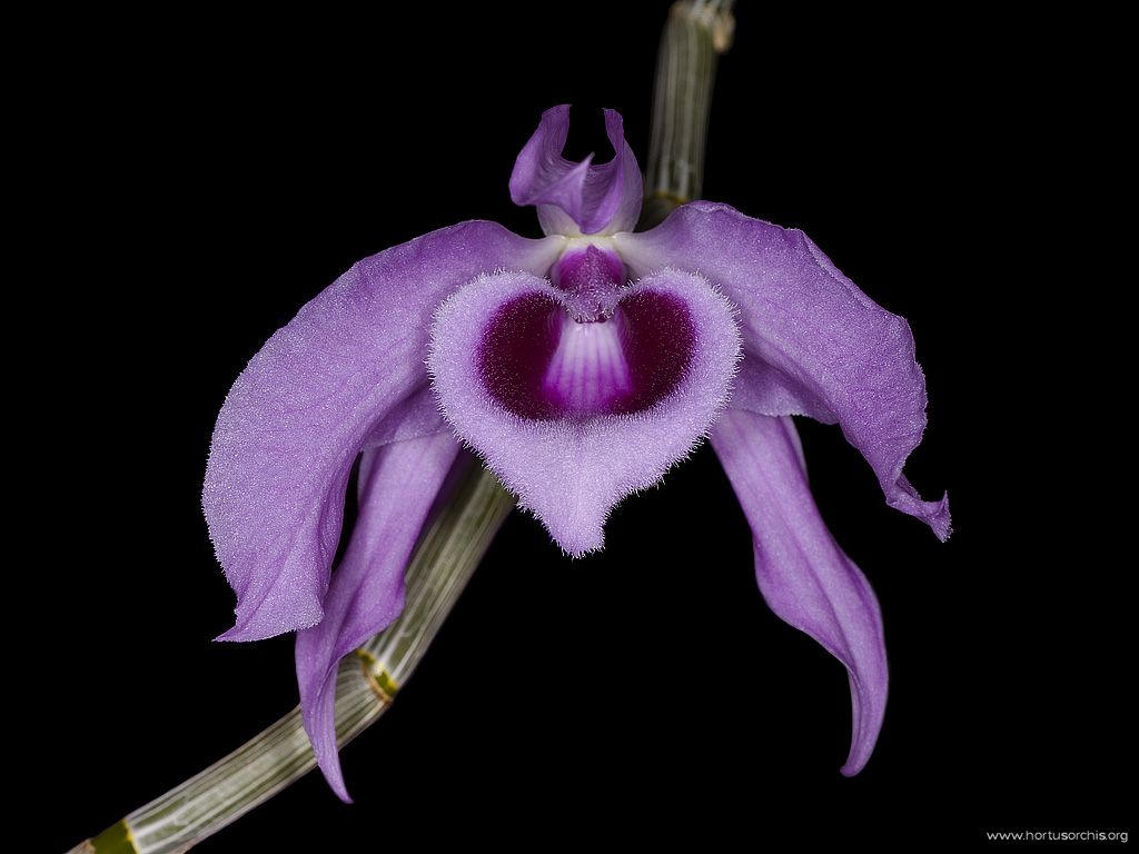 Dendrobium anosmum