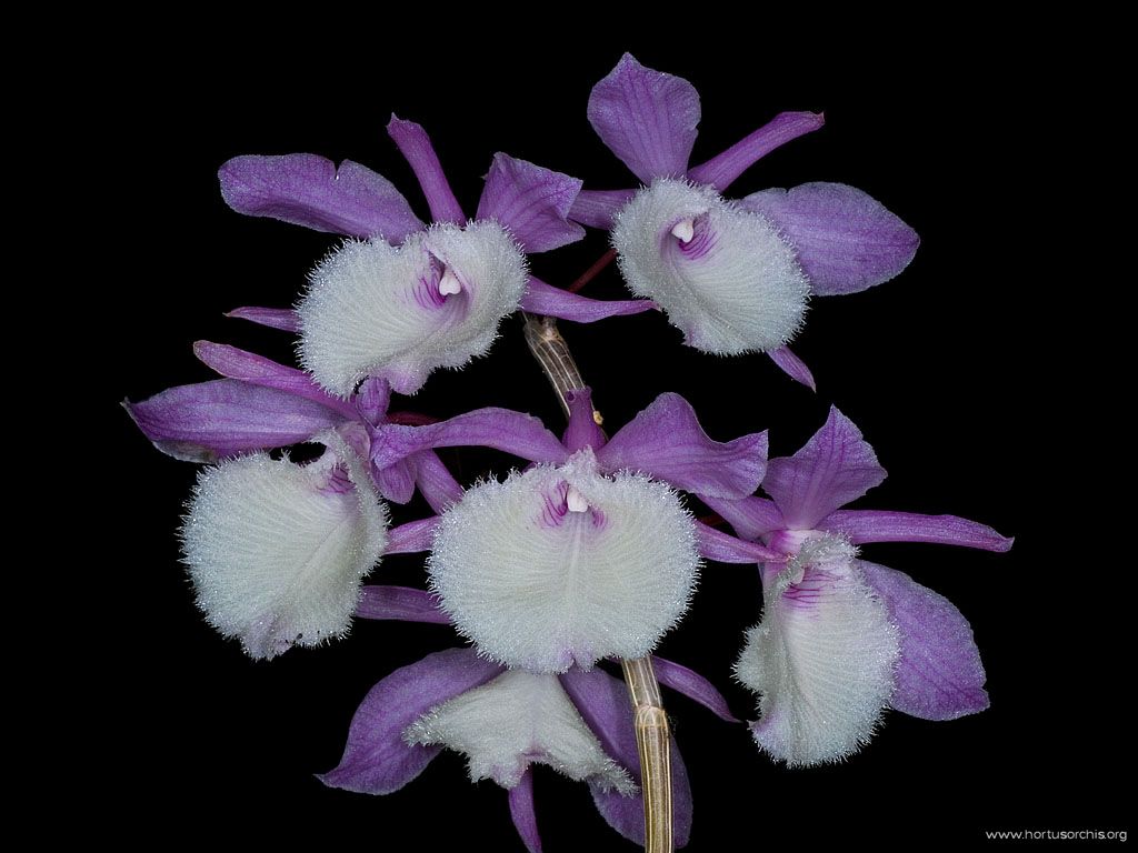 Dendrobium aphyllum