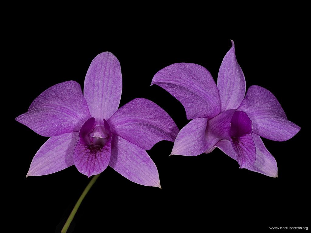 Dendrobium bigibbum