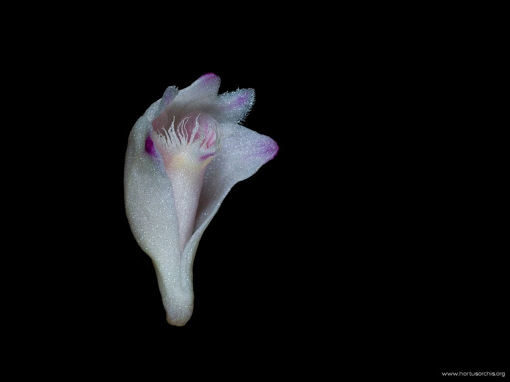 Dendrobium blumei