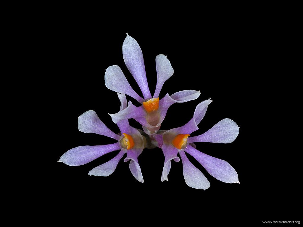 Dendrobium bracteosum