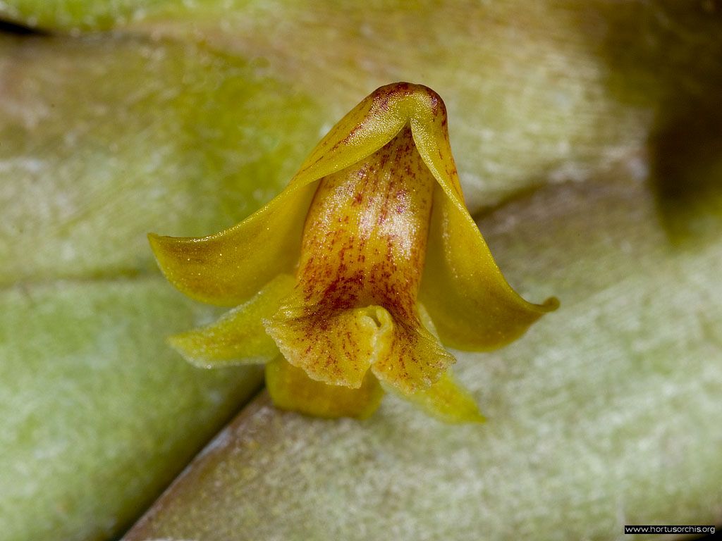 Dendrobium brevimentum