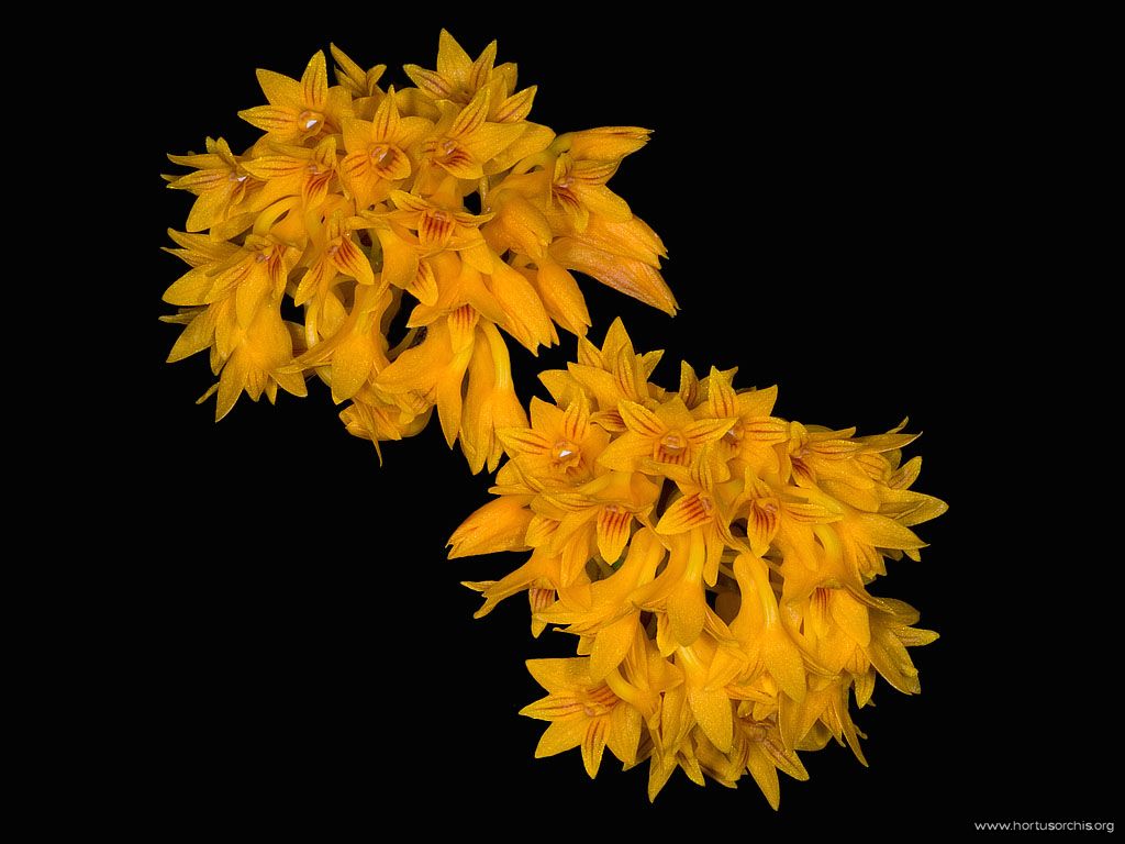 Dendrobium bullenianum