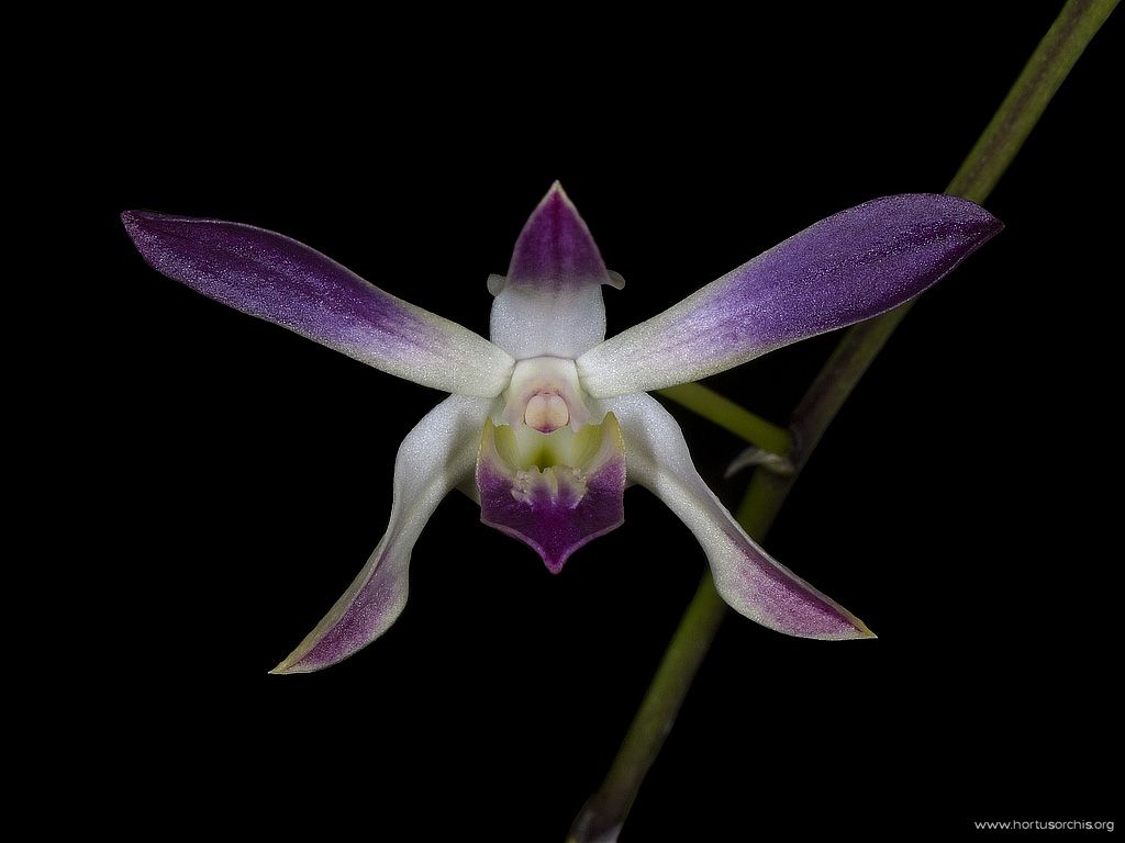 Dendrobium canaliculatum