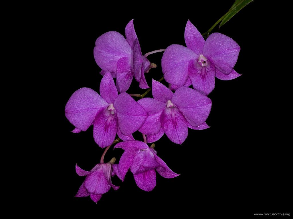 Dendrobium compactum