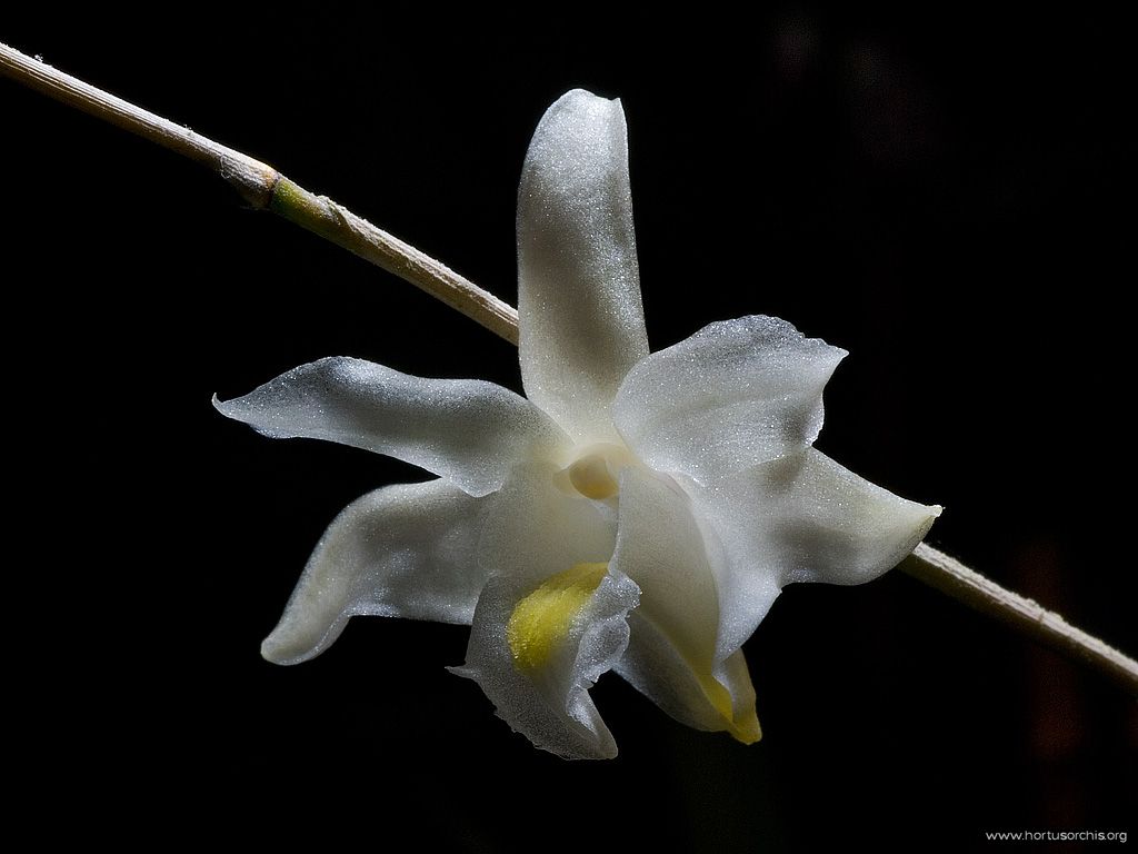 Dendrobium crumenatum