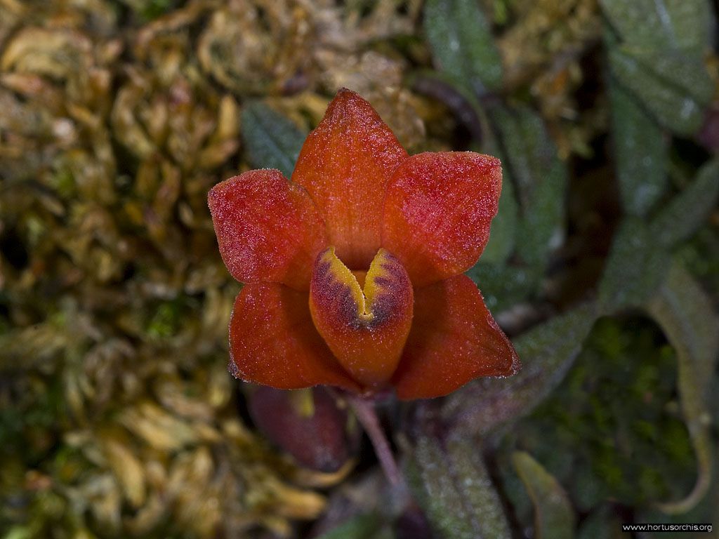 Dendrobium cuthbertsonii