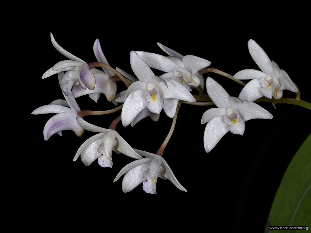 Dendrobium delicatulum