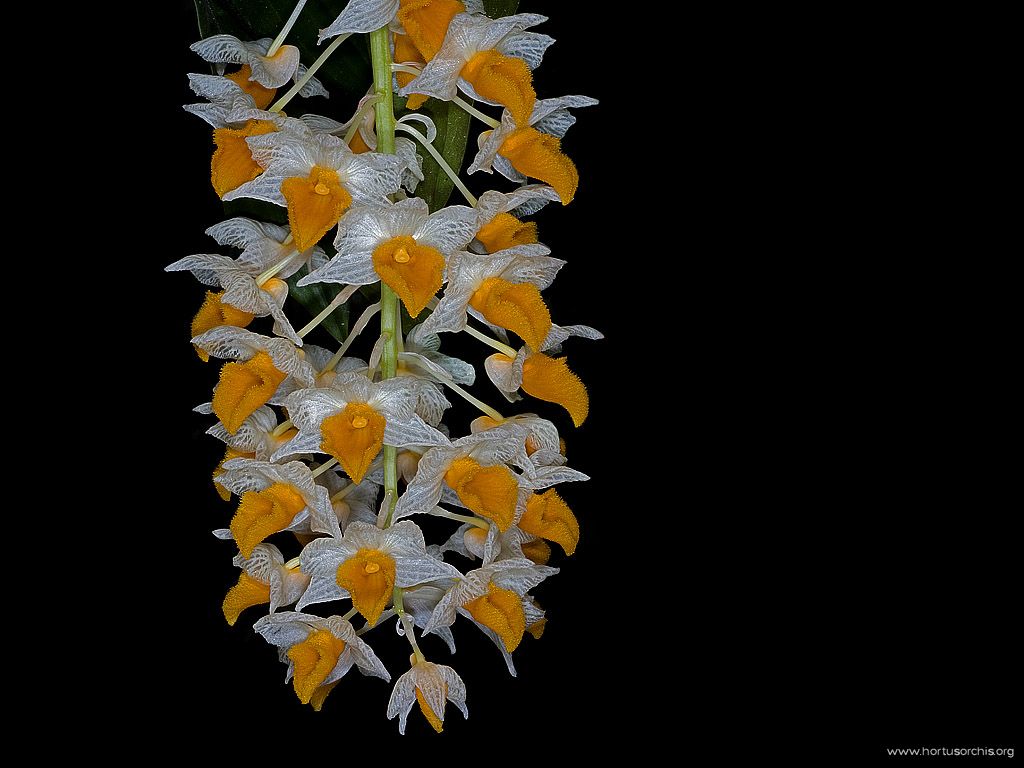 Dendrobium densiflorum