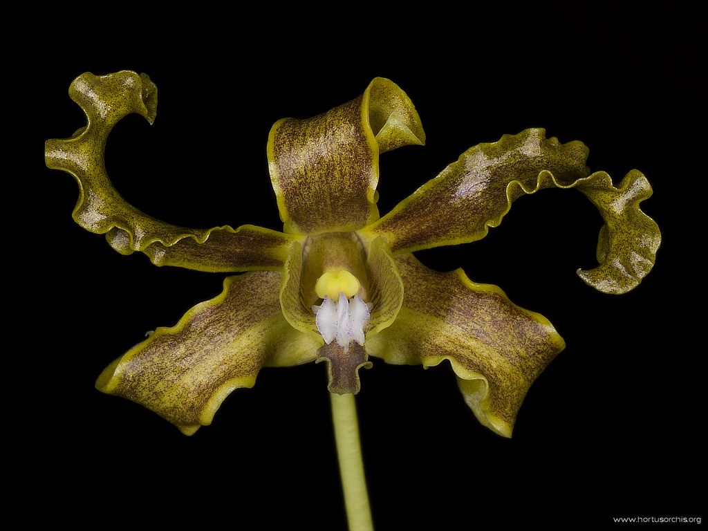 Dendrobium discolor