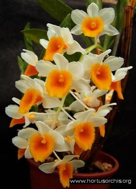 b_0_0_0_10_images_stories_foto-specie-botaniche_D-K_Dendrobium_farmeri.jpg