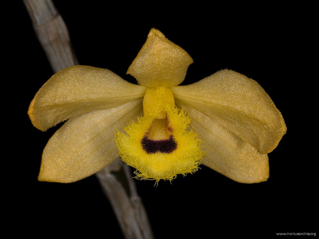 Dendrobium fimbriatum