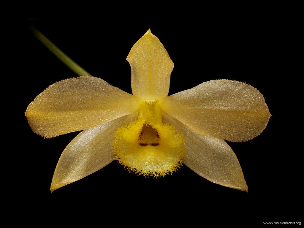 Dendrobium gibsonii