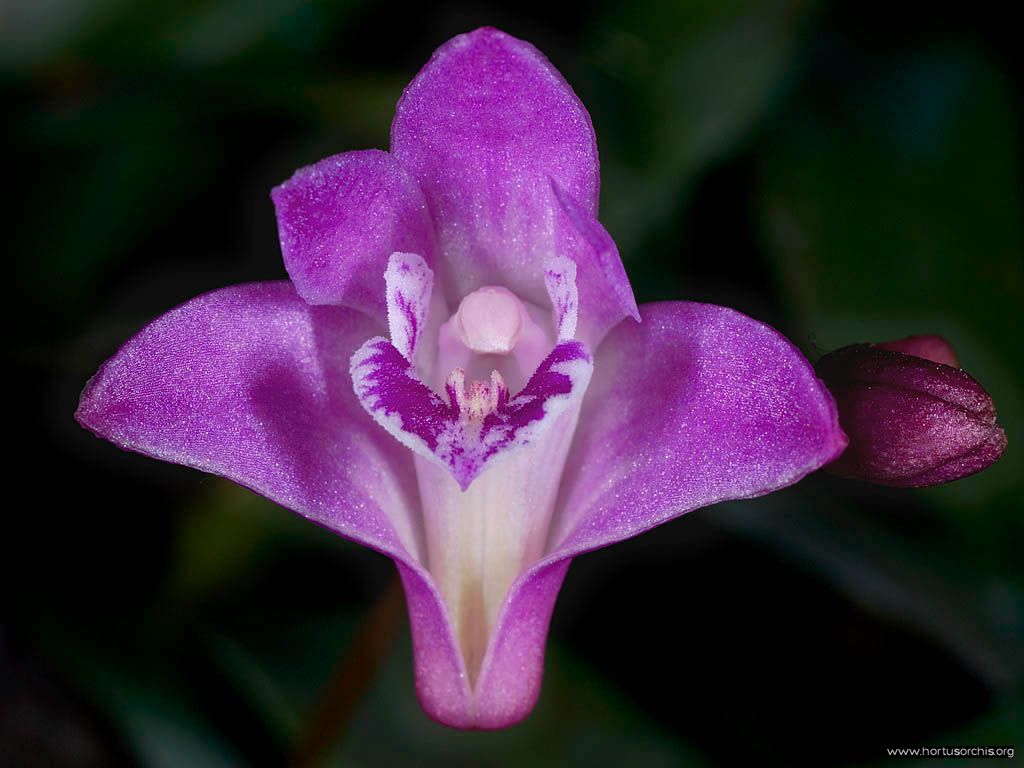 Dendrobium kingianum .1