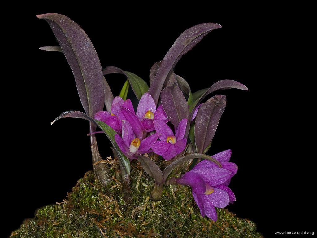 Dendrobium laevifolium