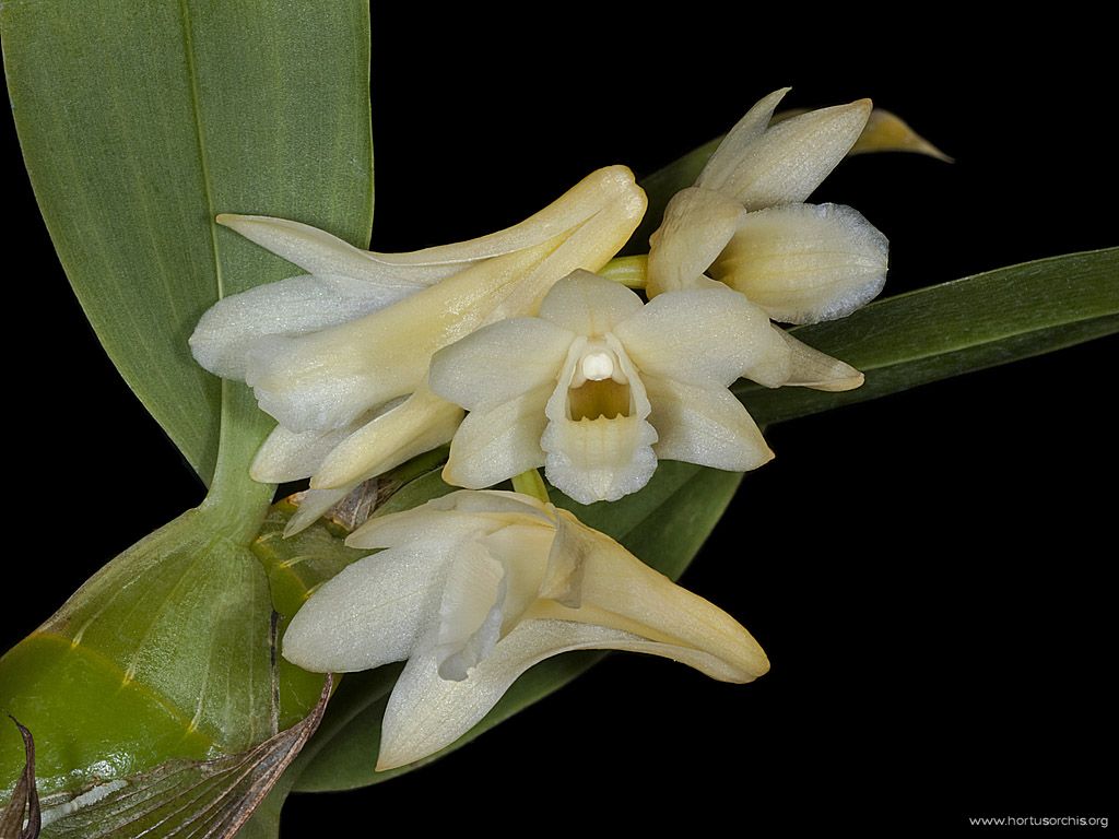 Dendrobium lamellatum