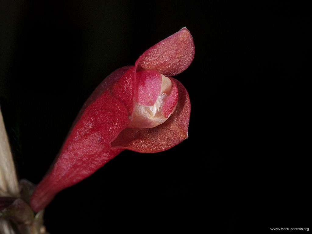 Dendrobium lawesii