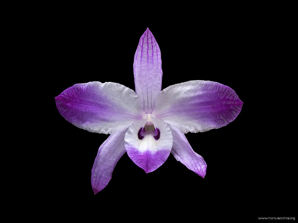 Dendrobium linawianum