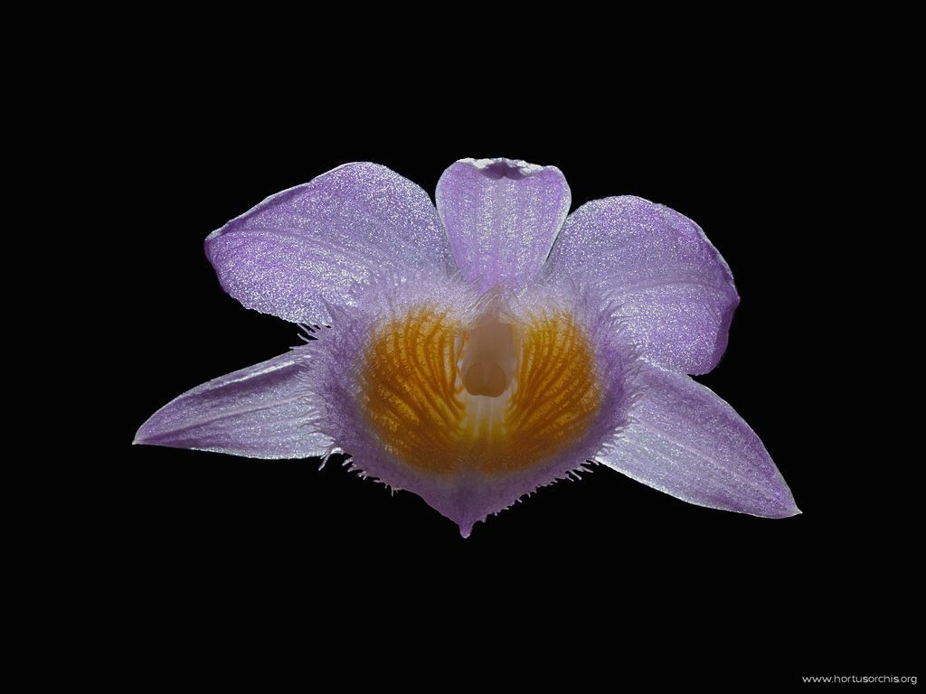 Dendrobium loddigesii