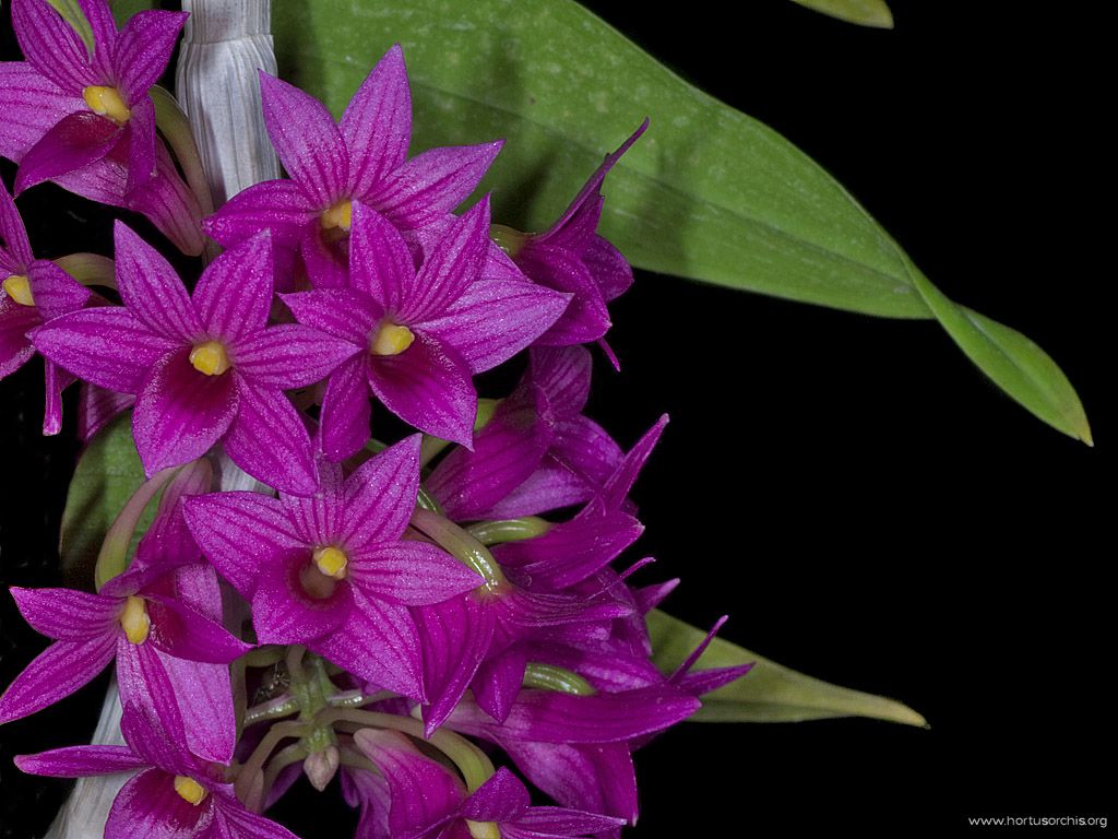 Dendrobium miyakei