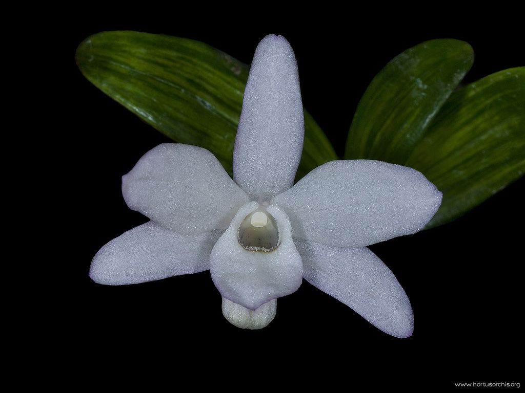 Dendrobium moniliforme