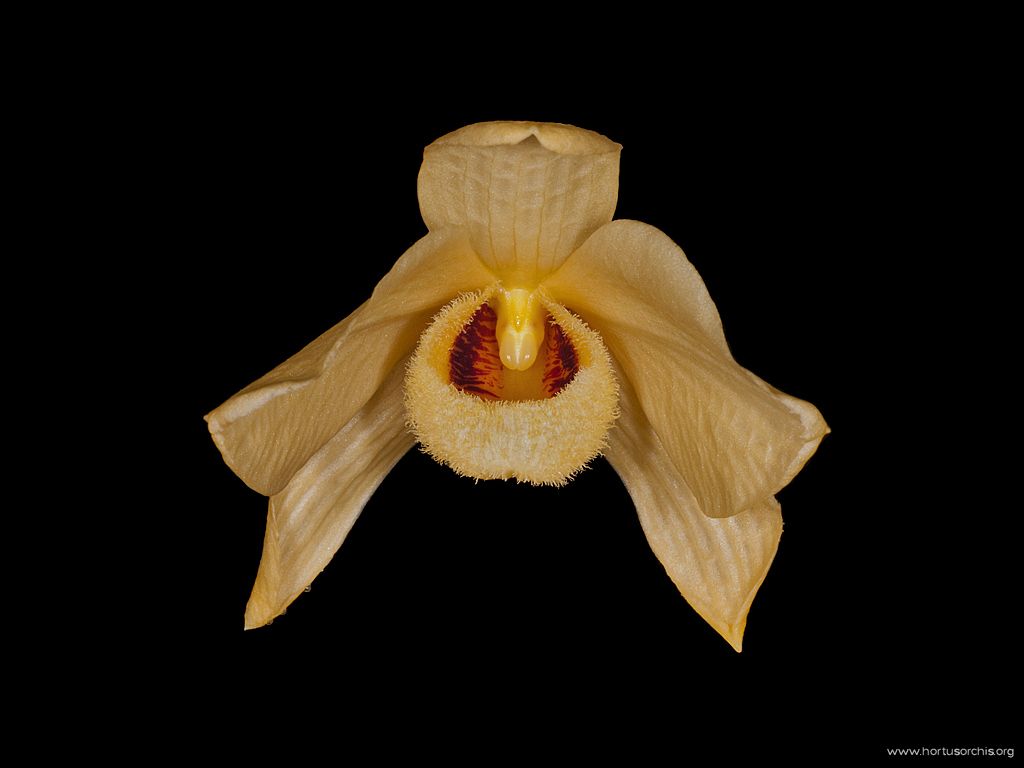 Dendrobium moschatum