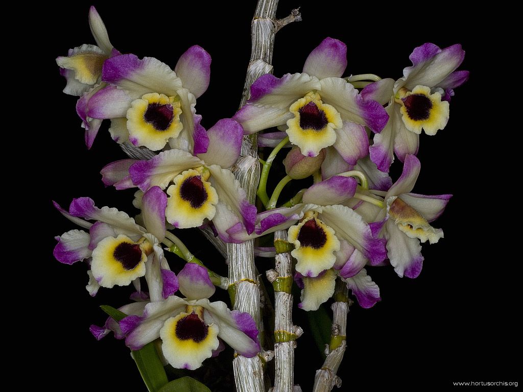 Dendrobium nobile var cooksonianum