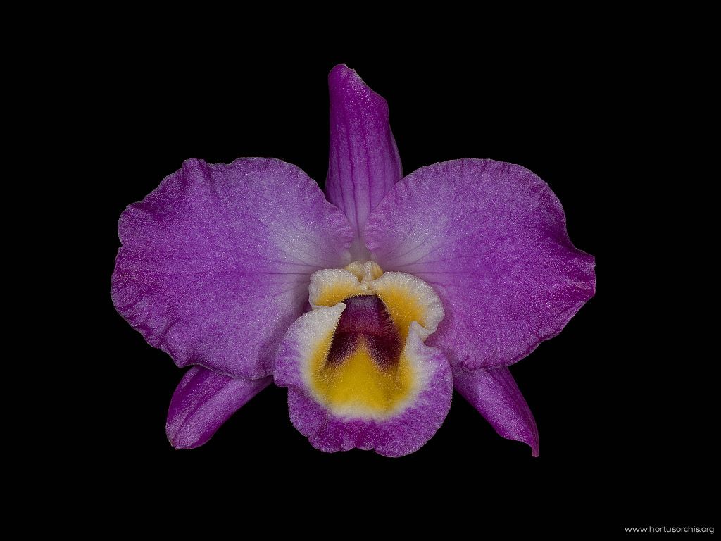 Dendrobium nobile var splendens