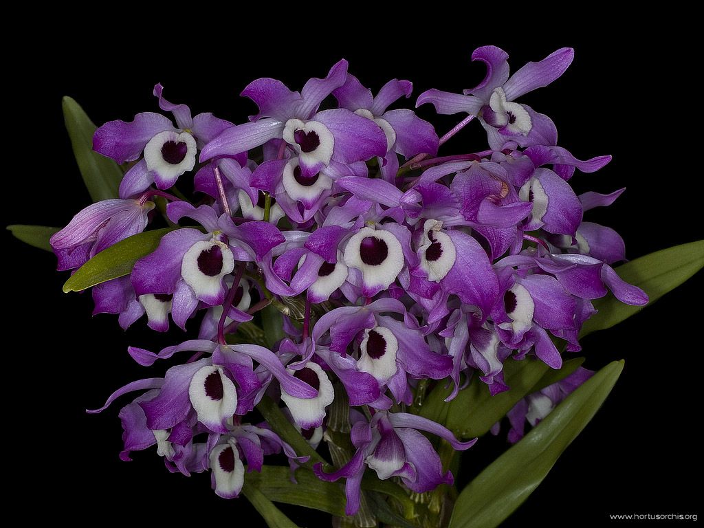 Dendrobium nobile var tollianum