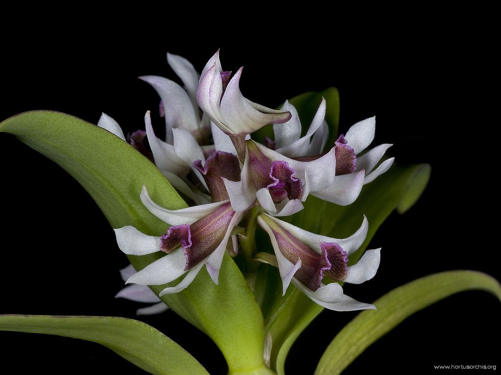 Dendrobium peguanum