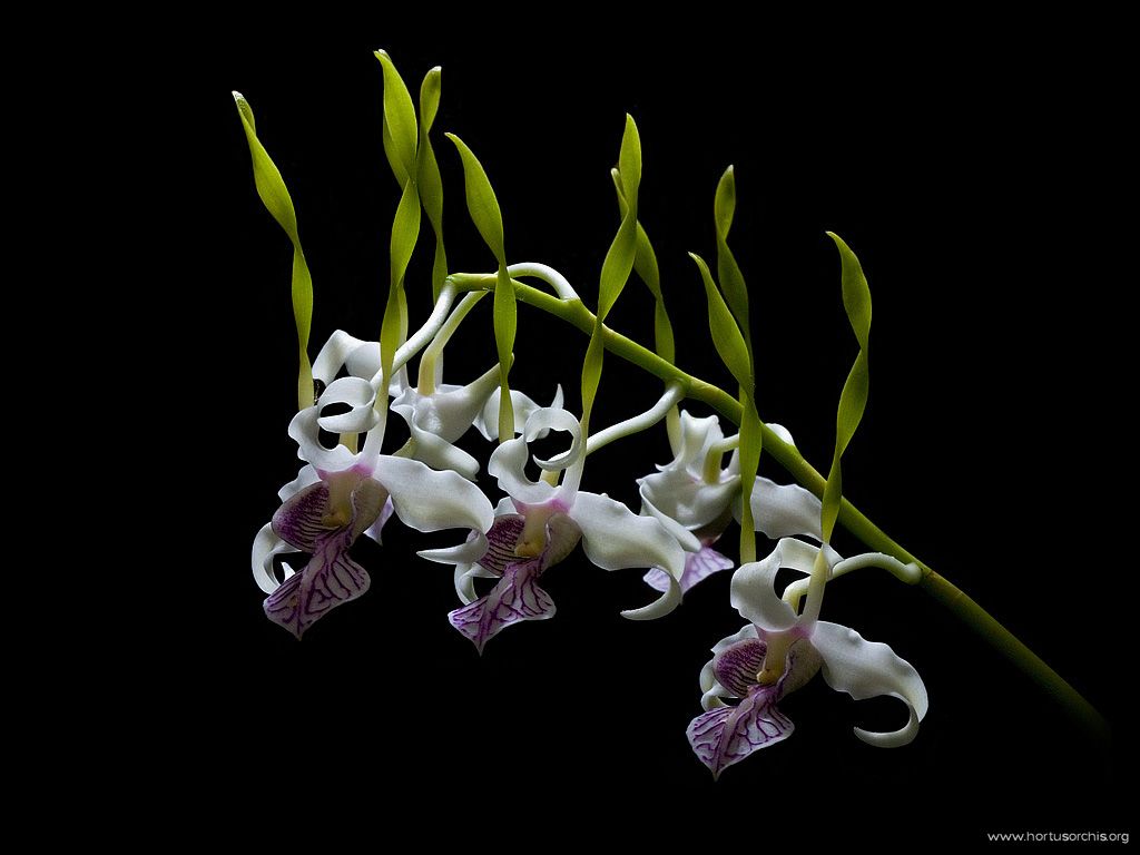 Dendrobium stratioides